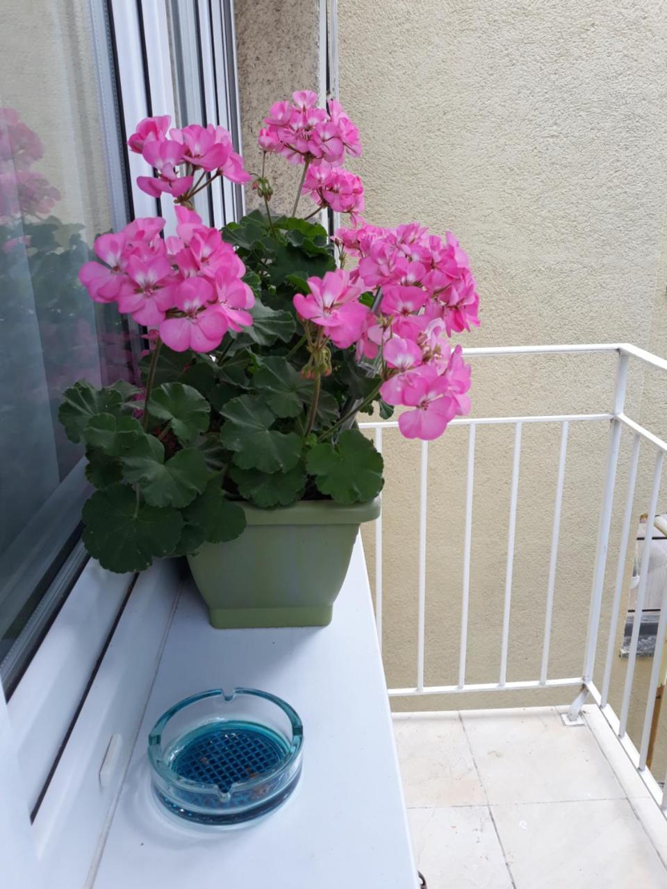 Zenit Apartman Makó Exteriér fotografie